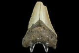 Bargain, Fossil Megalodon Tooth - North Carolina #124776-2